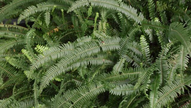 Nephrolepis cordifolia also known as fishbone fern or tuberous sword fern. 4K