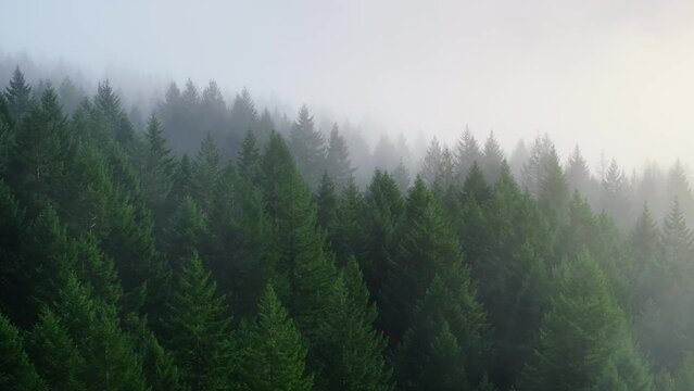 Misty fog is creeping low above green pine tree forest. Aerial footage of spruce forest trees on mountain at misty day. Morning fog at beautiful evergreen forest. Rainy weather in Washington mountains