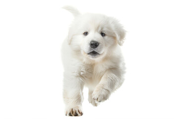 Great Pyrenees puppy running toward the camera, isolated on transparent background.