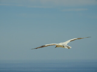 Australasian Gannet Flying Out To Sea
