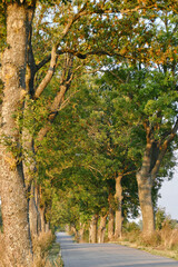 Scenic view of rural road in Masuria, Poland