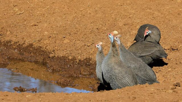Helmeted guineafowls (Numida meleagris) drinking at a waterhole, South Africa