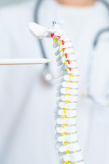 Doctor with human Spine anatomy model. Spinal Cord Disorder and disease, Back pain, Lumbar, Sacral...