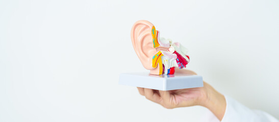 Doctor holding human Ear anatomy model. Ear disease, Atresia, Otitis Media, Pertorated Eardrum,...