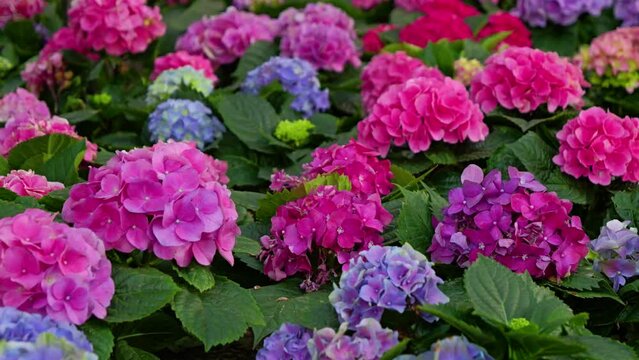 Close up of beautiful Hydrangea flowers blooming in blue and pink