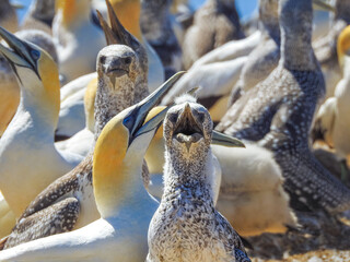 Colony of Australasian Gannets Trying to Keep Cool