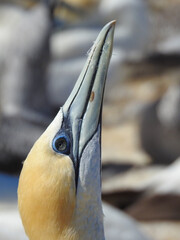 Close-up of Australasian Gannet Skypointing