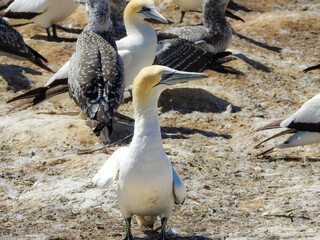 Australasian Gannet at Cape Kidnappers