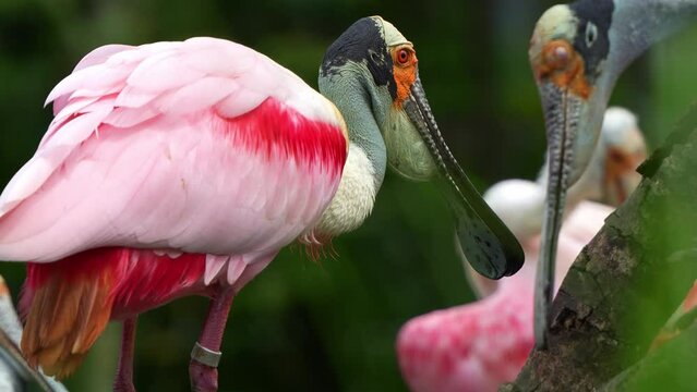Striking pink plumage, Roseate spoonbill, platalea ajaja perched in the shallow water, busy preening and grooming its vibrant feathers and shaking its head, close up shot of an exotic bird species.