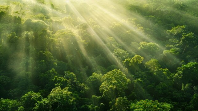 Aerial view of a lush green forest with light rays filtering through the trees at sunrise, creating a serene and peaceful scene.