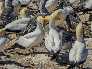 Busy Australasian Gannet Colony at Cape Kidnappers