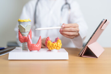 Doctor with human Thyroid anatomy model and tablet. Hyperthyroidism, Hypothyroidism, Hashimoto Thyroiditis, Thyroid Tumor and Cancer, Postpartum, Papillary Carcinoma and Health concept