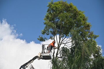 Arborists cutting branches of a tree with chainsaw using truck-mounted lift