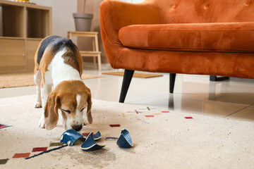 Naughty Beagle dog with broken cup on beige carpet at home