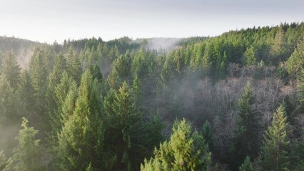 Overhead aerial view of low lying fog covering evergreen Washington rainforest. Sunny morning in beautiful forest. Tall pine tree tops at sunny blue sky. Pine forest as natural environment resource 4K