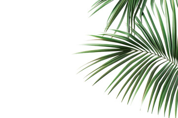 Palm tree leaves isolated on white and transparent background