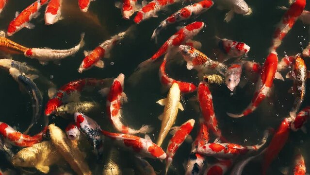 Colorful fancy carps or koi fishes swimming in a pond in a Japanese garden, Nishikigoi, Slow motion