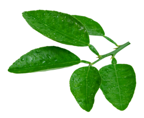 leaf  lemon with drop of water isolated