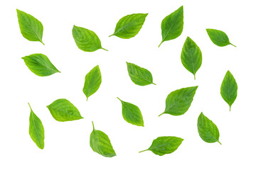 leaf  fresh basil isolated, Green leaves pattern - obrazy, fototapety, plakaty