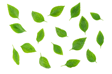 leaf  fresh basil isolated, Green leaves pattern