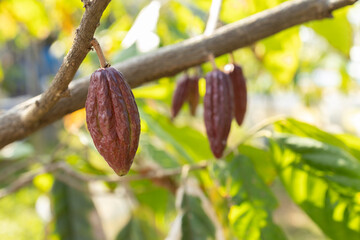 Cocoa Bean Pods Grow On Trees