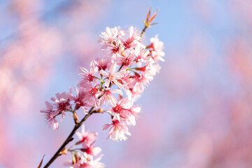 Closeup of Wild Himalayan Cherry (Prunus cerasoides) or thai sakura flower