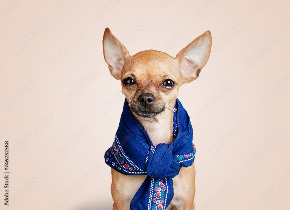 Canvas Prints Cute small dog posing on background