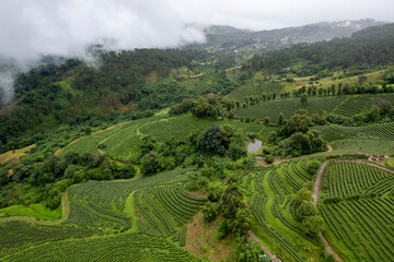 Green tea leaf in the morning, tea plantation - 746232517
