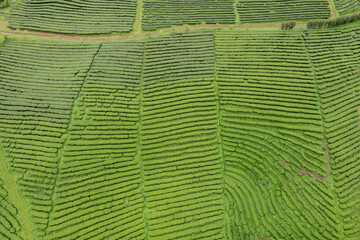 Green tea leaf in the morning, tea plantation