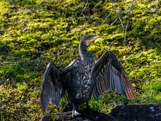 羽を広げるカワウ