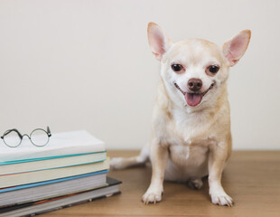brown chihuahua dog sitting  with stack of books and eyeglasses on wooden table and white background. smiling and looking at camera.