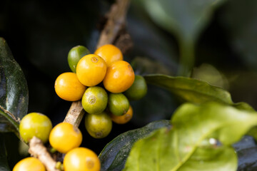 coffee berries by agriculture. Coffee beans ripening on the tree in North of Thailand - 746233328