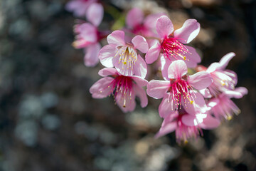 Closeup of Wild Himalayan Cherry (Prunus cerasoides) or thai sakura flower - 746233585