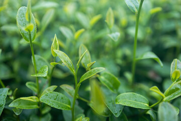 Green tea leaf in the morning, tea plantation - 746233719