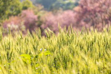 golden wheat field or barley farming. - 746233768