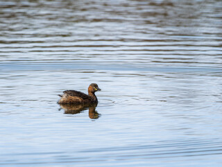 池を泳ぐカイツブリ
