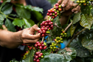 coffee berries by agriculture. Coffee beans ripening on the tree in North of Thailand