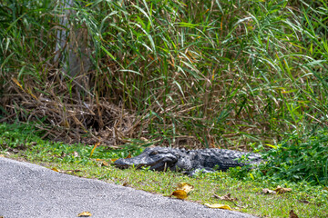 American alligator sitting along a footpath from the Royal Palm Visitor Center along the Anhinga...