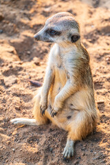 Fototapeta premium Meerkat, Suricata suricatta, on hind legs. Portrait of meerkat standing on hind legs with alert expression. Portrait of a funny meerkat sitting on its hind legs.