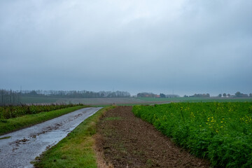 Fototapeta na wymiar The image depicts a tranquil countryside scene with a wet, winding road cutting through fields on a gloomy, overcast day. On one side, the road is bordered by a field with lush green crops and