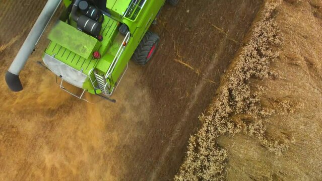 Aerial Top Down View Combine Harvester. Combine Harvester Gathers The Golden Wheat During Crop Season.