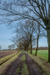 Fototapeta na wymiar This image depicts a straight, narrow country road stretching into the distance, flanked by tall, leafless trees against a clear blue sky. The grassy verge in the center of the path leads the eye