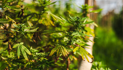 Yellow cannabis leaves caused by plant diseases in marihuana garden