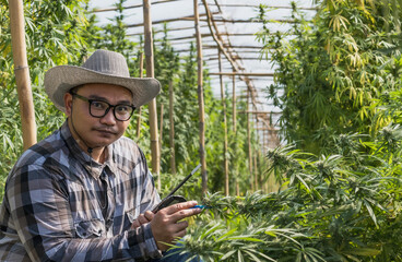Asian cannabis gardener checking marihuana quality in cannabis greenhouse farming for alternative medicine industry
