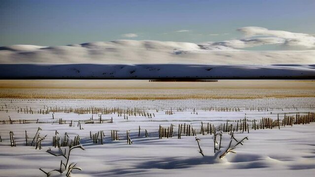 Winter Lake with Reeds by the River