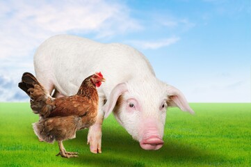 Obraz premium Portrait of cute domestic pig and chicken
