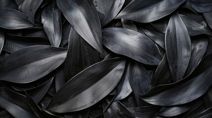 Textures of black leaves for tropical leaf background.