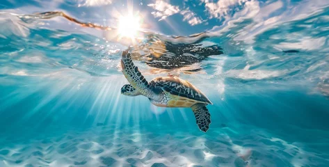 Foto op Plexiglas Close-up of a sea turtle gracefully gliding through crystal-clear water, sunlight dappling its shell realistic stock photography © GraphiCraft