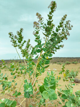 Aak (Calotropis procera) sodom apple flowering plant tree in its blooming sodom's milkweed king's crown rubber bush rubber-tree dead-sea-apple swallowwort aak, ak, madar, akvana  arka, photo 