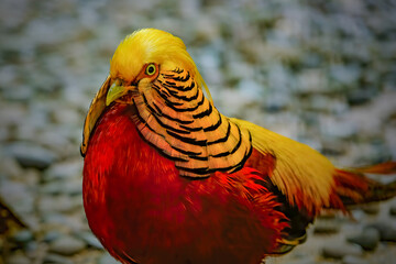 Beautiful pheasant © Riadi